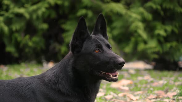 Profile Portrait of a Black German Shepherd Dog Standing in a Stance with an Open Mouth 