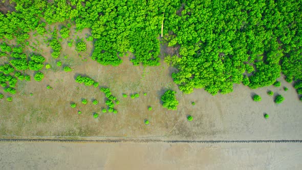 Aerial view over beautiful mangrove jungle