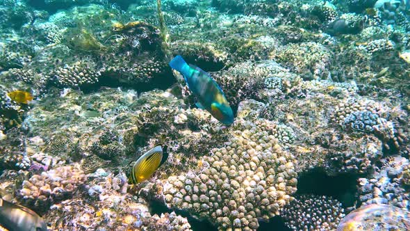 Coral Reef in the Red Sea Underwater Colorful Tropical