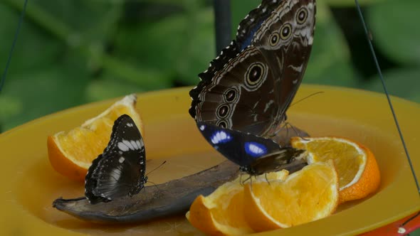 Three butterflies on a plate with sliced orange