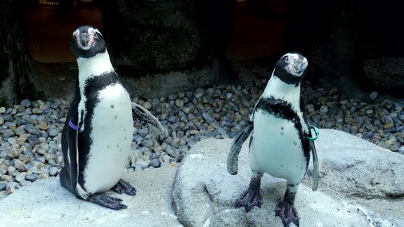 Two penguins in the Columbus Zoo