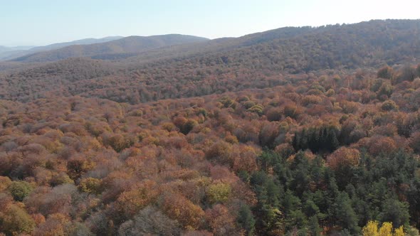 Sabaduri Mountain, Autumn forest, Georgia