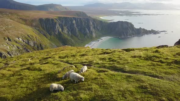 Lofoten Islands and Beach Aerial View in Norway