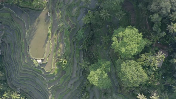 Top down Footage of the rice fields in Ubud