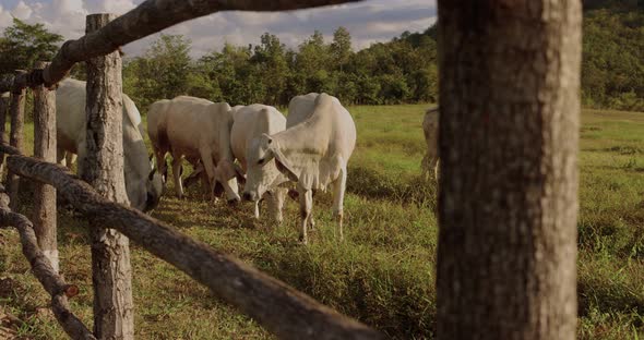 A herd of well-groomed cows and steers graze in a meadow.