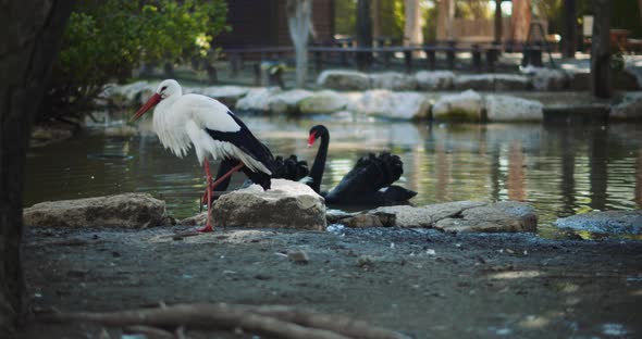 Stork waking around on the ground with two black swans swimming in the lake