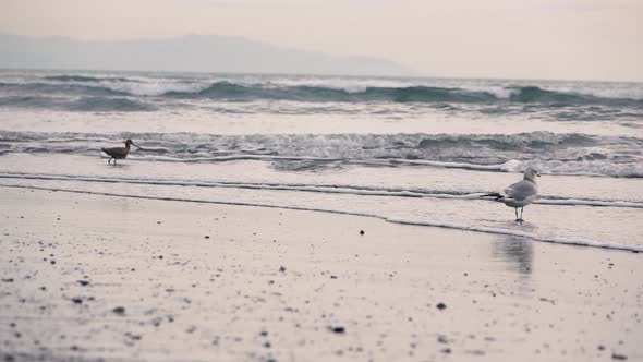 Birds on the Beach