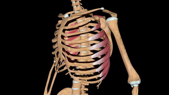 Serratus Anterior Muscles On Skeleton