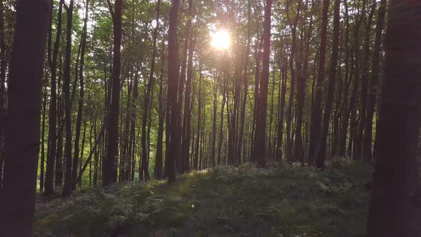 Sunrise in Forest