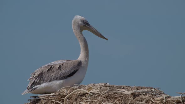 Young Dalmatian Pelican or Pelecanus Crispus in a Wild