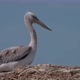 Young Dalmatian Pelican or Pelecanus Crispus in a Wild - VideoHive Item for Sale