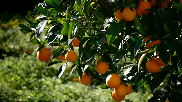 Oranges Hanging In Tree 