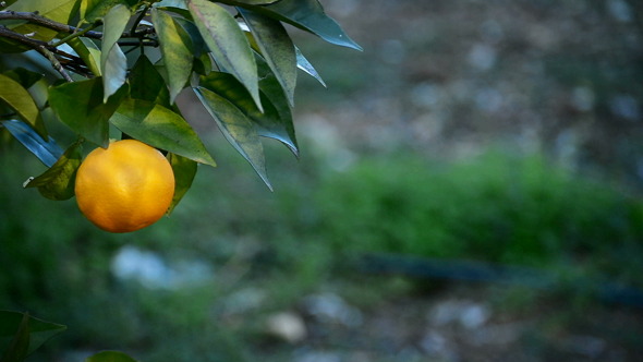 Orange In Tree