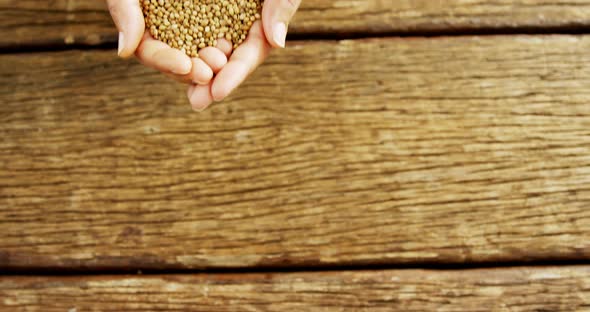 Hands of woman holding coriander seeds over wooden platform 4k