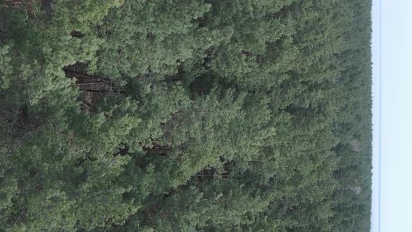 Vertical Video of Pine Forest Aerial View Slow Motion