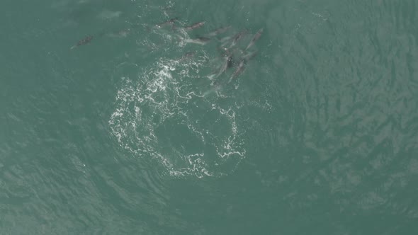 A pod of dolphin hunting in the waters of Vleesbaai Western Cape South Africa