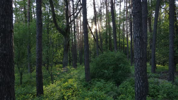 Summer Forest with Pine Trees Slow Motion