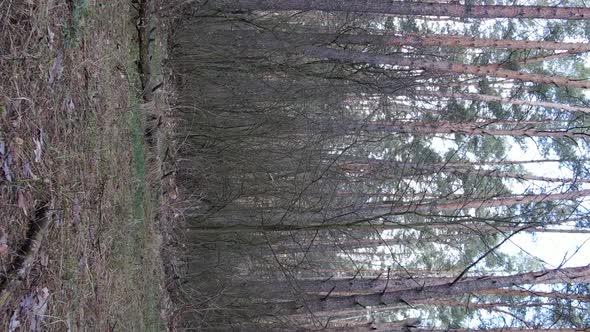 Vertical Video of Trees in a Pine Forest Slow Motion