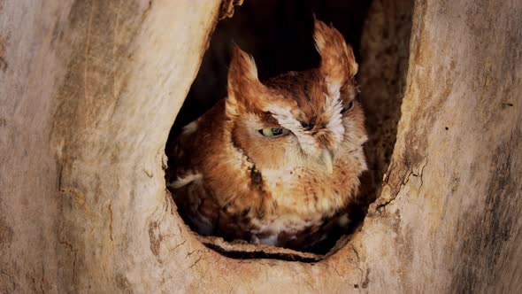 Close up of a cute and fuzzy Eastern Screech Owl