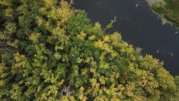 Aerial top-down view of an overgrown wild pond.