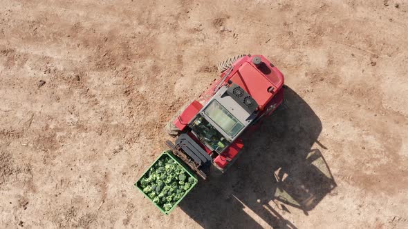 Red forklift transporting a pallet of fresh picked Broccoli.