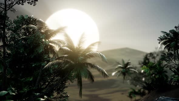 Coco Palm Trees Tropical Landscape alt