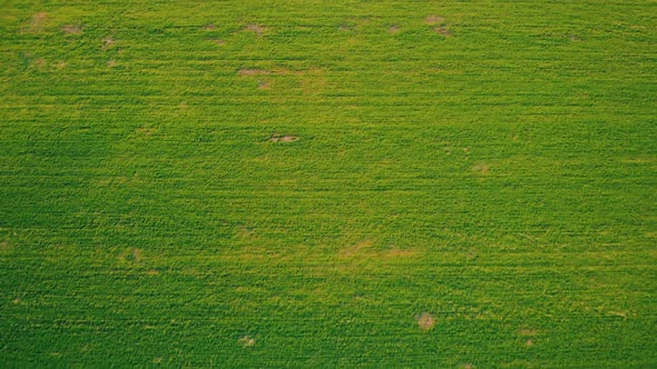 Aerial View on Agricultural Field