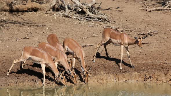 Impala Antelopes Drinking Water