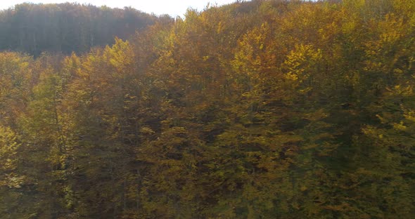 Flight Over Autumn Trees