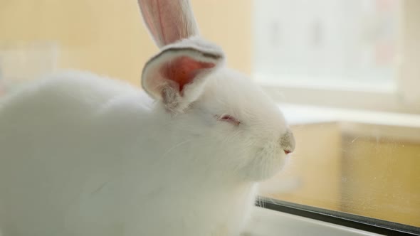 Little White Rabbit Sitting on a Windowsill and Funny Moving Spout