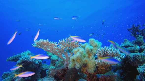 Coral Reef Marine Life