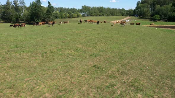 Aerial  Flying Drone Over Herd Of Beautiful Brown Cows