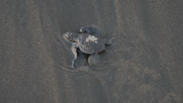 Atlantic Ridley Sea Baby Turtle Crossing the Beach