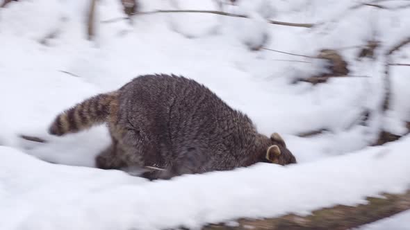 Raccoon (Procyon lotor) running on snow. Also known as the North American raccoon.