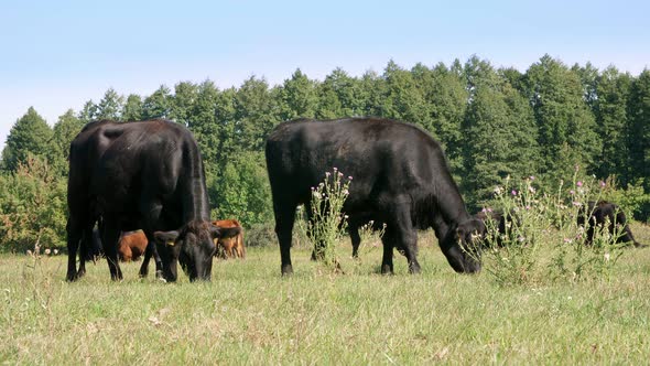 in Meadow on Farm Big Black Pedigree Breeding Cows Bulls are Grazing