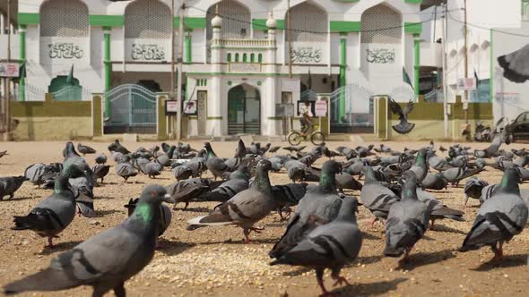Close view of pigeons eating seeds