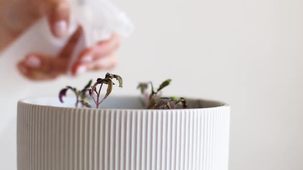 Female Hands Watering Green Tomato Seedlings with a Spray Bottle at Home