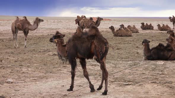 Bactrian Young Camels Tighten By Ropes