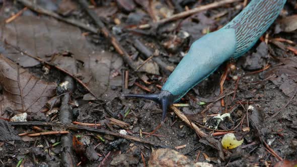 Carpathian Blue Slug moving on wet forest soil