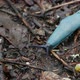 Carpathian Blue Slug moving on wet forest soil - VideoHive Item for Sale