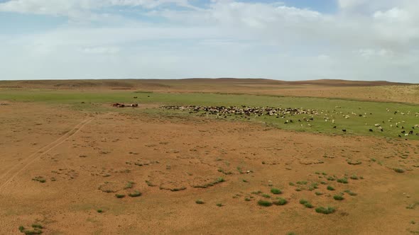 Large Flock of Sheep and Goats in the Steppe