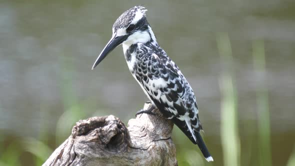 Pied kingfisher on tree trunk near a lake