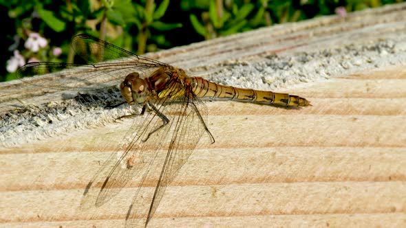 Close Up of Common Darter Dragonfly  Sympetrum Striolatum  in County Donegal  Ireland