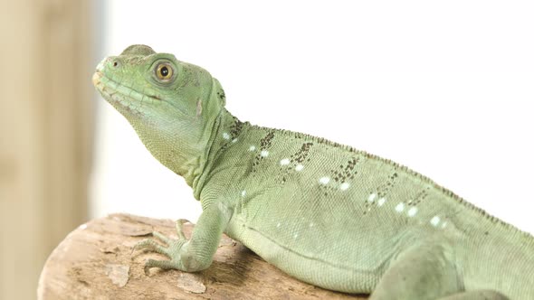 Basilisk looking inquisitive on a branch with white background