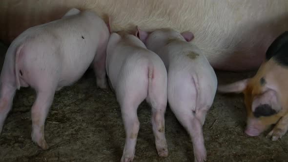 Little pigs are eating - milk, mum swine cares about children.