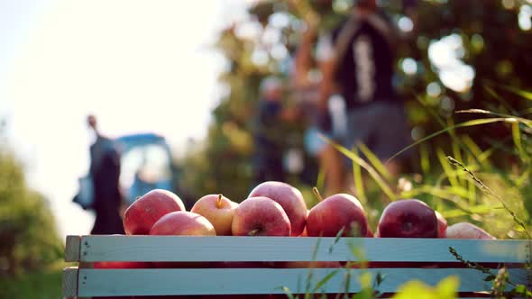 Apple Harvesting