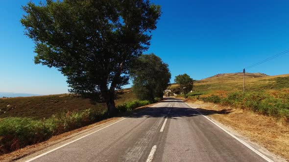 Epic Forest Road