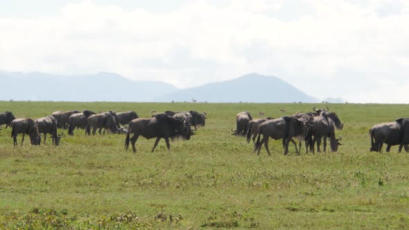 Huge amount of Wildebeests during migration in Serengeti national park Tanzania