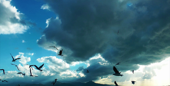 Seagulls and Clouds