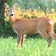Wild Female Roe Deer Grazing in a Field - VideoHive Item for Sale